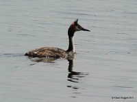 Haubentaucher (Podiceps cristatus)